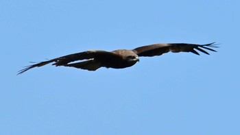 Black Kite 布目ダム Sun, 4/28/2024