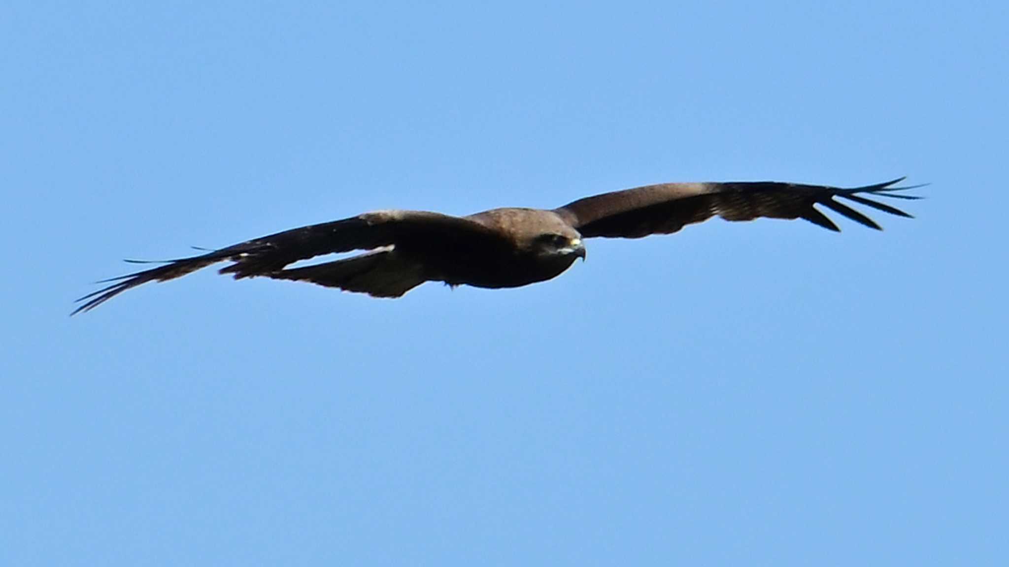 Black Kite