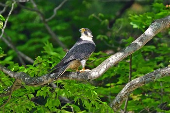 Peregrine Falcon Aobayama Park Sun, 4/28/2024