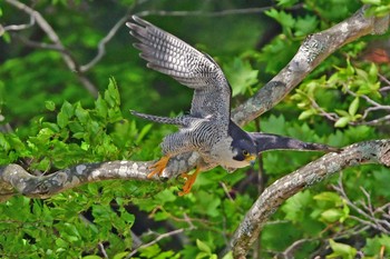 Peregrine Falcon Aobayama Park Sun, 4/28/2024