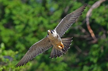 Peregrine Falcon Aobayama Park Sun, 4/28/2024