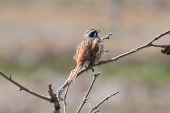 Meadow Bunting Arima Fuji Park Thu, 3/21/2024