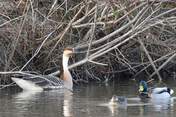 サカツラガン 兵庫県 2018年12月31日(月)