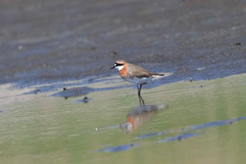 Siberian Sand Plover Sambanze Tideland Thu, 4/25/2024