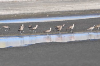 チュウシャクシギ ふなばし三番瀬海浜公園 2024年4月25日(木)