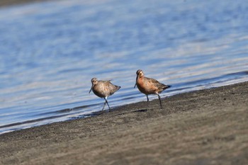 オオソリハシシギ ふなばし三番瀬海浜公園 2024年4月25日(木)