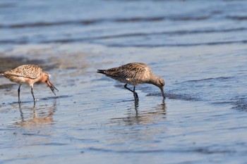 オオソリハシシギ ふなばし三番瀬海浜公園 2024年4月25日(木)