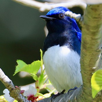 Blue-and-white Flycatcher 山形県 Tue, 4/23/2024