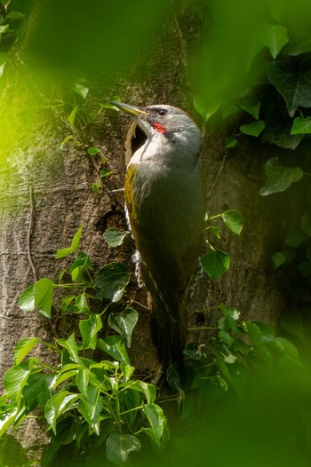 Japanese Green Woodpecker Unknown Spots Sun, 4/21/2024