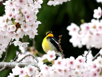 Narcissus Flycatcher Miharashi Park(Hakodate) Mon, 4/29/2024