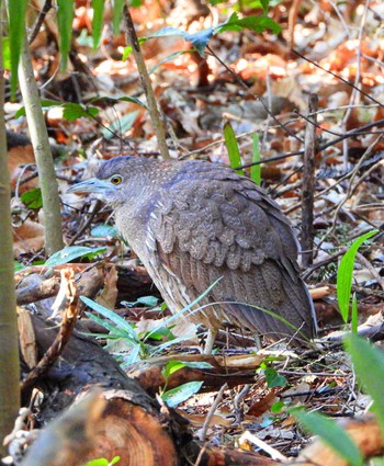 Japanese Night Heron Unknown Spots Sat, 3/9/2024