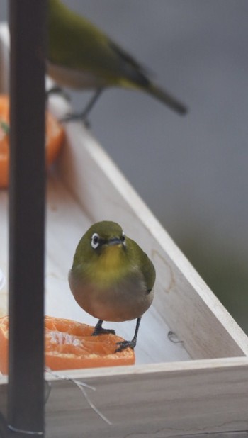 Warbling White-eye 武蔵野市 Mon, 12/31/2018