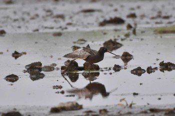 Spotted Redshank 稲敷市浮間 Sun, 4/28/2024