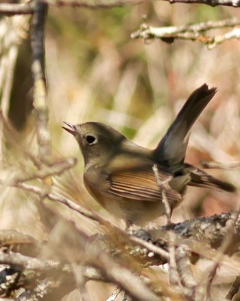 Red-flanked Bluetail 山梨県 Sun, 4/28/2024