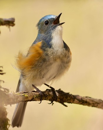 Red-flanked Bluetail 山梨県 Sun, 4/28/2024