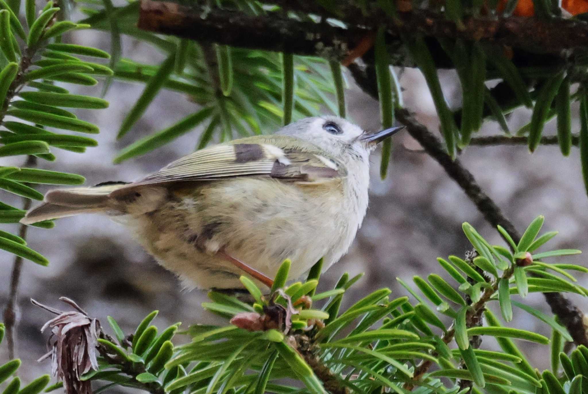 Photo of Goldcrest at Saitama Prefecture Forest Park by ひろ