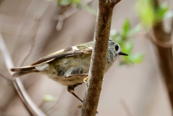 Goldcrest Saitama Prefecture Forest Park Tue, 4/16/2024