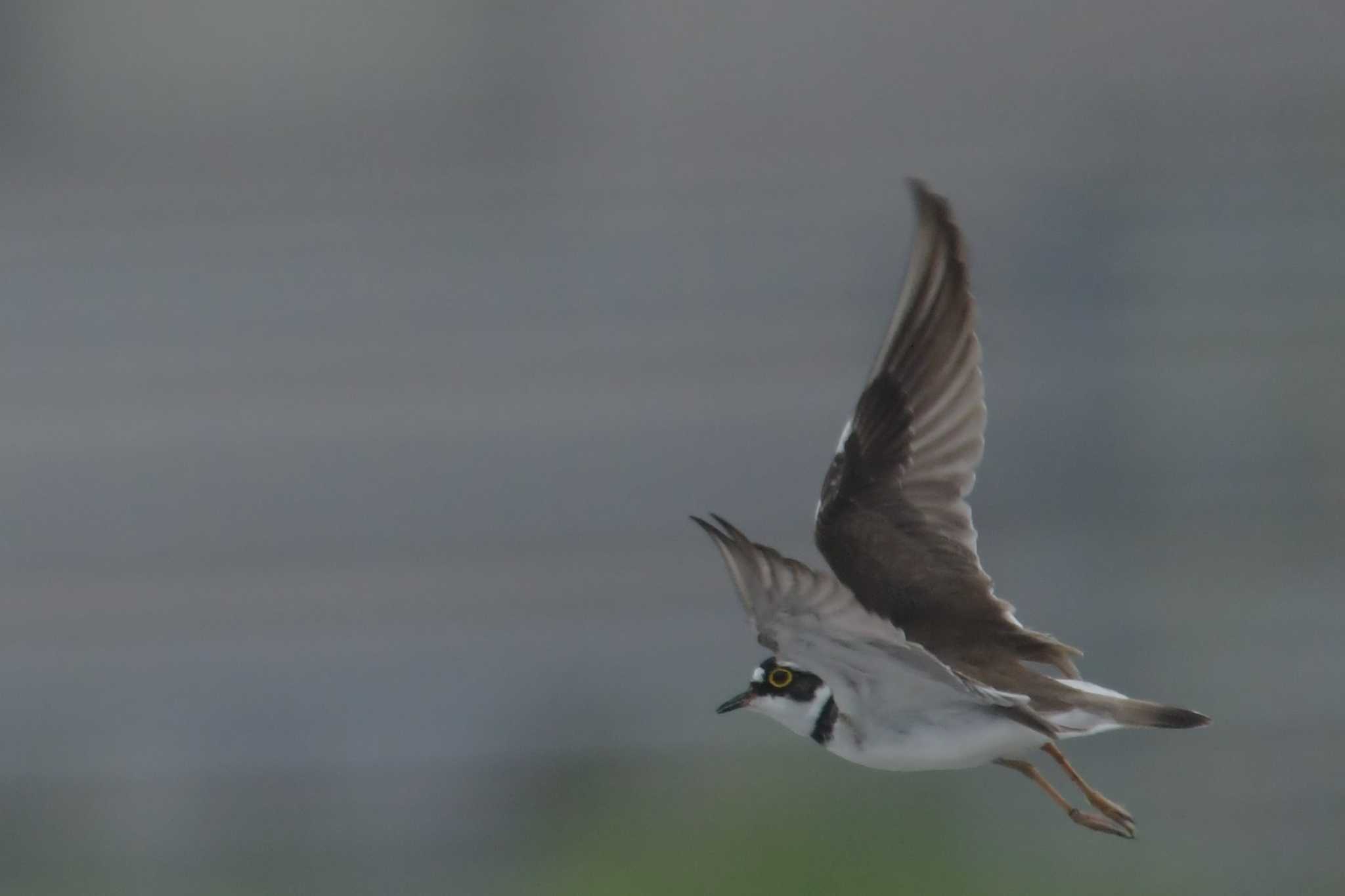 Photo of Little Ringed Plover at 愛媛県新居浜市 by でみこ