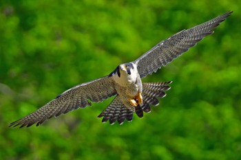 Peregrine Falcon Aobayama Park Sun, 4/28/2024