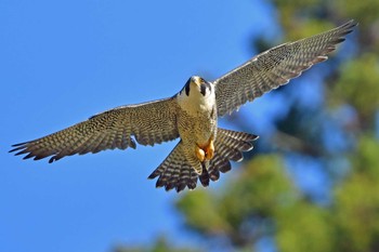 ハヤブサ 青葉山公園 2024年4月28日(日)