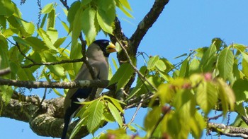 Japanese Grosbeak 布目ダム Sun, 4/28/2024