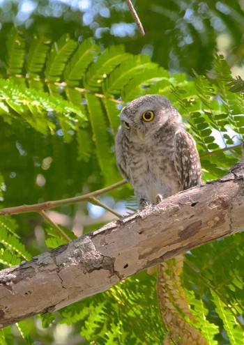 Spotted Owlet Wachirabenchathat Park(Suan Rot Fai) Thu, 4/25/2024