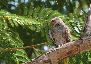 Spotted Owlet Wachirabenchathat Park(Suan Rot Fai) Thu, 4/25/2024