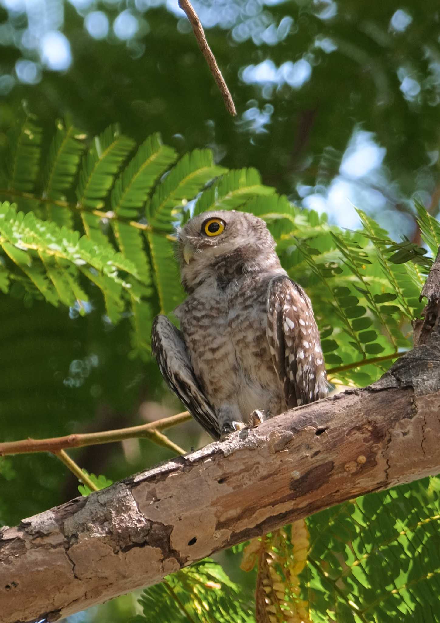 Photo of Spotted Owlet at Wachirabenchathat Park(Suan Rot Fai) by BK MY