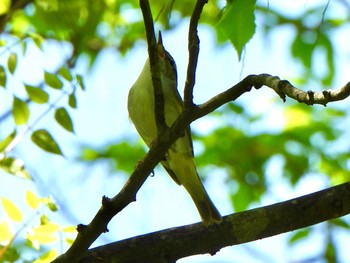 Eastern Crowned Warbler Hayatogawa Forest Road Sun, 4/28/2024