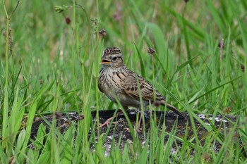 Eurasian Skylark 平城宮跡 Sun, 4/28/2024