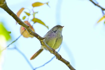 Japanese Bush Warbler 布目ダム Sun, 4/28/2024