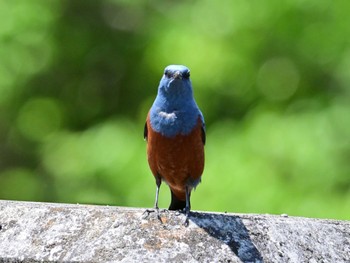 Blue Rock Thrush 布目ダム Sun, 4/28/2024