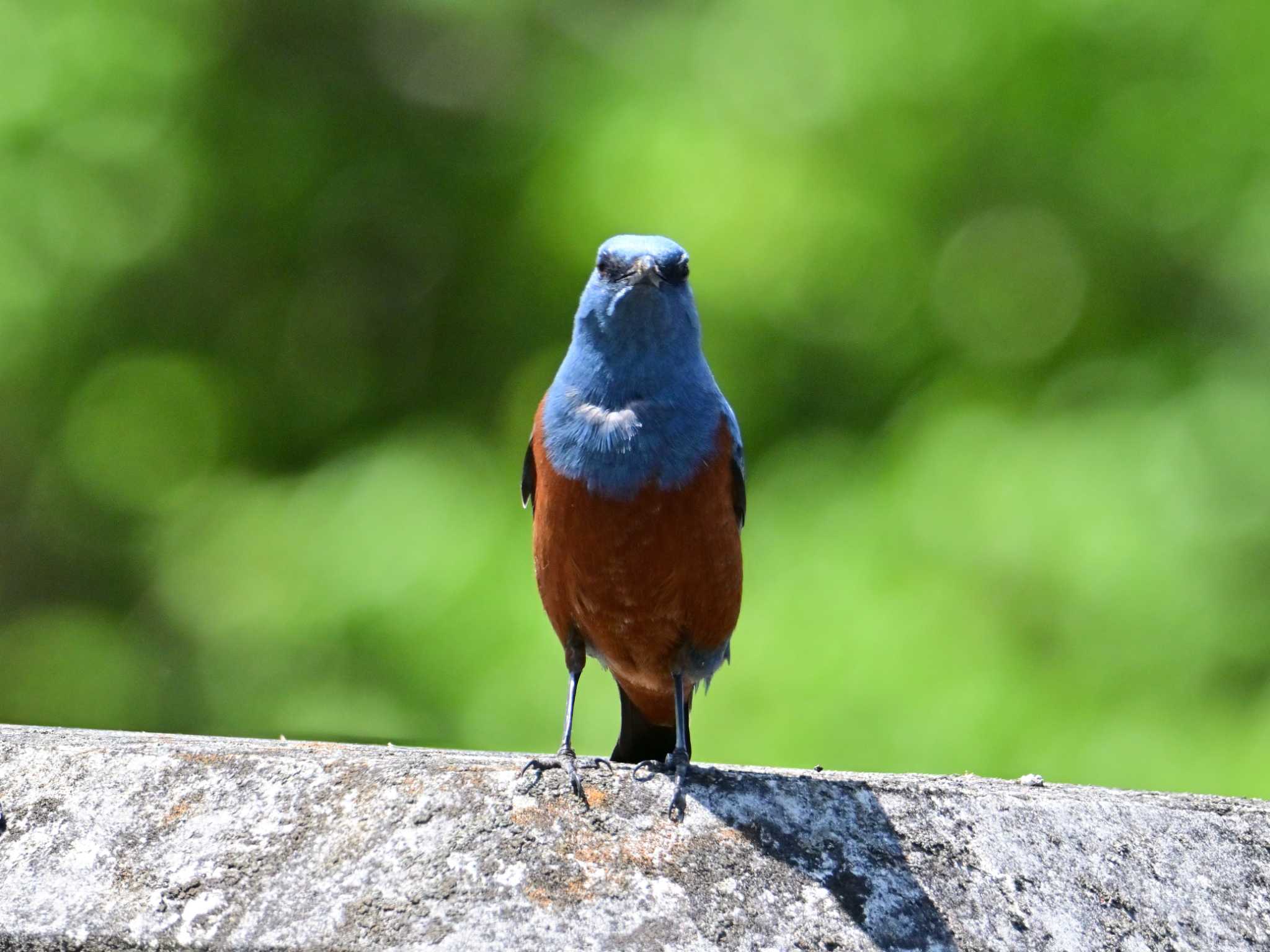 Blue Rock Thrush