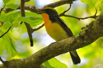 キビタキ 箱根湿性花園 2024年4月28日(日)