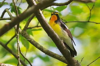 Narcissus Flycatcher 箱根湿性花園 Sun, 4/28/2024