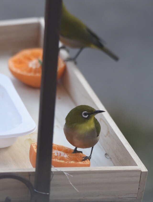 Photo of Warbling White-eye at 武蔵野市 by HiroA