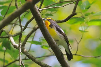 Narcissus Flycatcher 箱根湿性花園 Sun, 4/28/2024