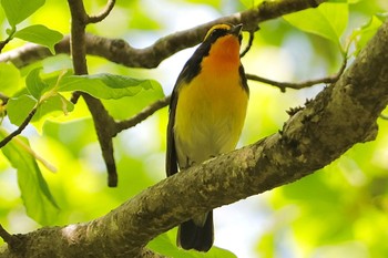 Narcissus Flycatcher 箱根湿性花園 Sun, 4/28/2024