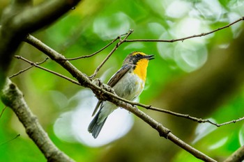 Narcissus Flycatcher 油山市民の森 Sat, 4/27/2024