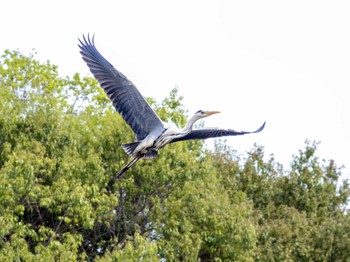 Grey Heron つくば市 Mon, 4/29/2024