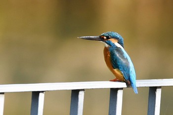 カワセミ 水元公園 撮影日未設定