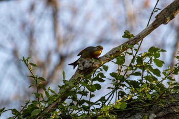 Red-billed Leiothrix 中軽井沢 Sun, 4/28/2024