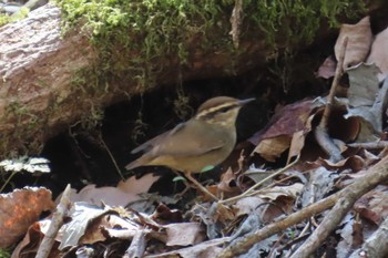 Asian Stubtail Karuizawa wild bird forest Sun, 4/28/2024