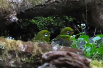 Warbling White-eye Karuizawa wild bird forest Sun, 4/28/2024