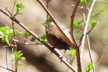 ミソサザイ 軽井沢野鳥の森 2024年4月28日(日)