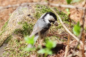 Coal Tit Karuizawa wild bird forest Sun, 4/28/2024