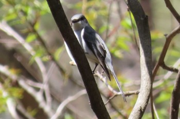 Ashy Minivet Karuizawa wild bird forest Sun, 4/28/2024