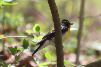 キビタキ 軽井沢野鳥の森 2024年4月28日(日)