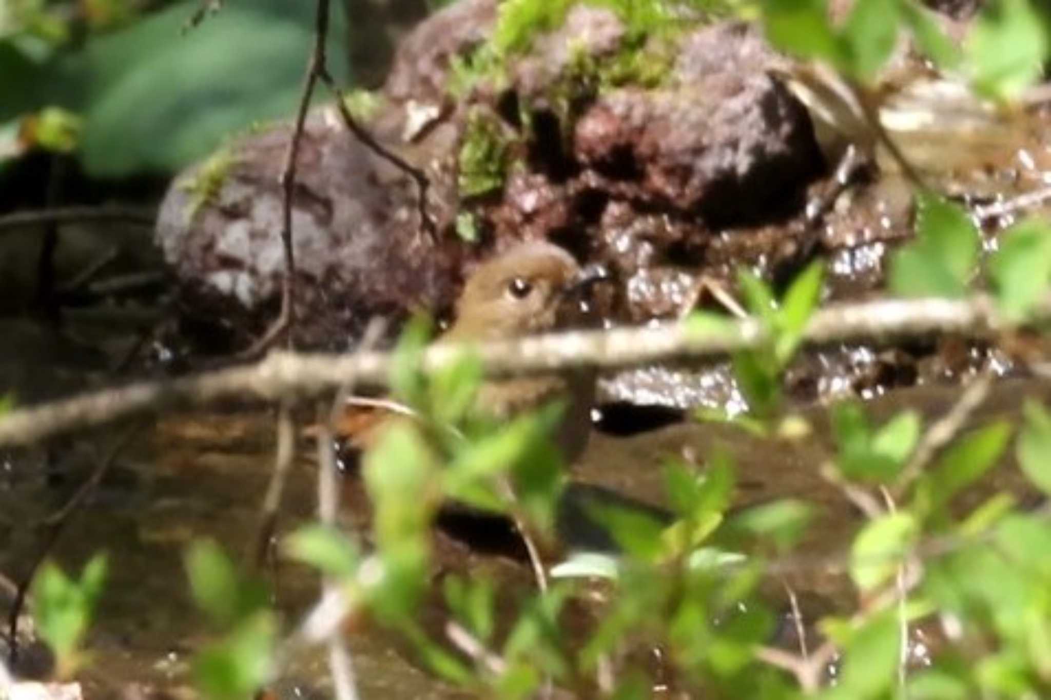 Narcissus Flycatcher