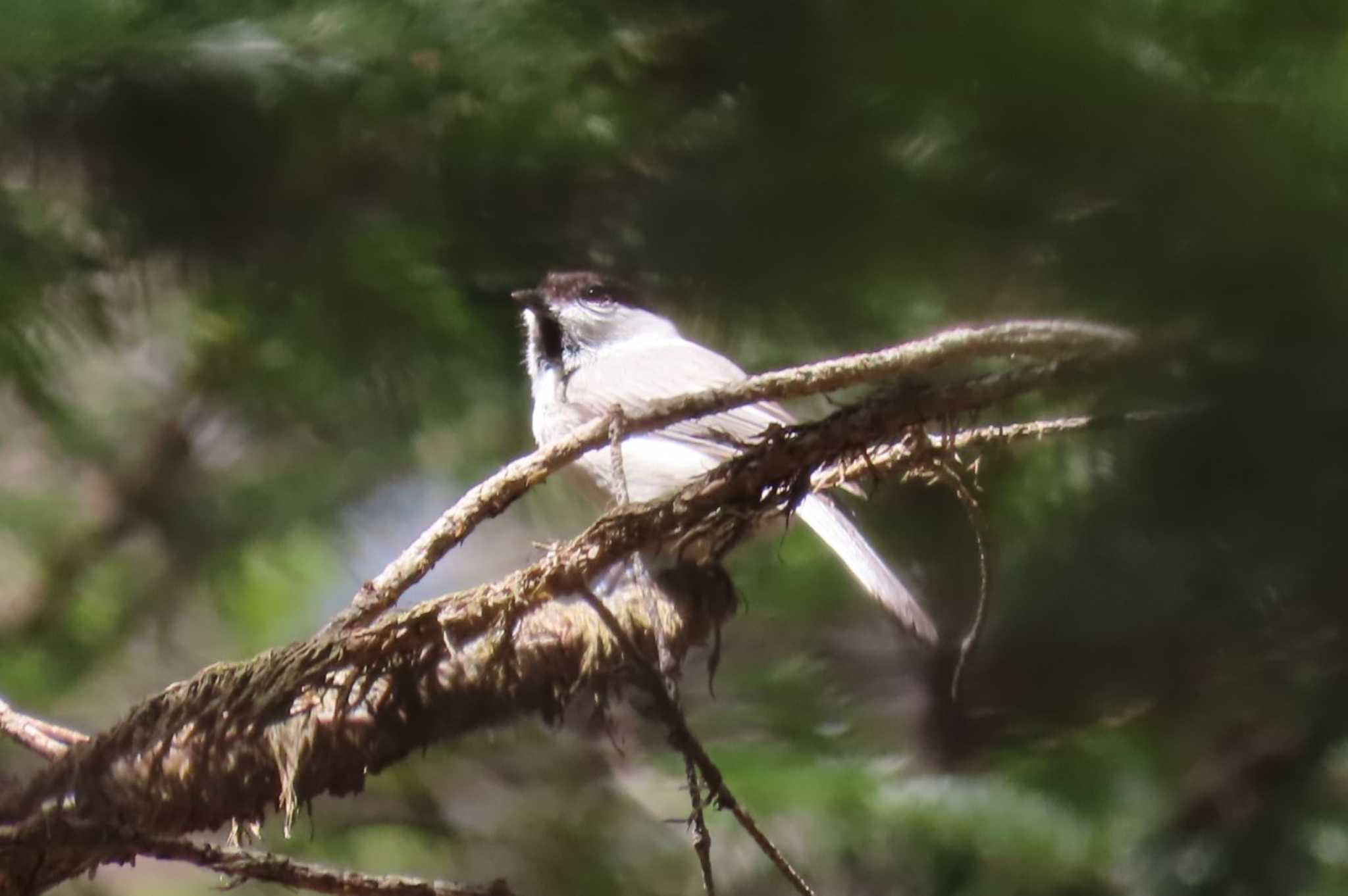 Photo of Willow Tit at Karuizawa wild bird forest by ほおじろうず